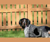 Tessa, a Bluetick Coonhound tested with EmbarkVet.com