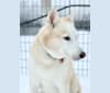 Leeloo, a Siberian Husky tested with EmbarkVet.com