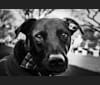 Mickey, a Labrador Retriever and German Shepherd Dog mix tested with EmbarkVet.com