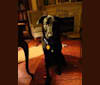 Mila, a Labrador Retriever and Collie mix tested with EmbarkVet.com