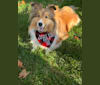 Penny, a Shetland Sheepdog tested with EmbarkVet.com