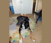 Brodie, a German Shepherd Dog and Dalmatian mix tested with EmbarkVet.com