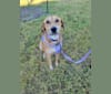Photo of Lily, a Labrador Retriever, Treeing Walker Coonhound, American Pit Bull Terrier, and Border Collie mix in Beaumont, TX, USA