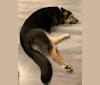 Willow, a German Shepherd Dog and Saint Bernard mix tested with EmbarkVet.com