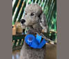 Jack, a Poodle (Standard) tested with EmbarkVet.com