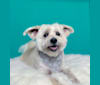 Cooper, a Pomeranian and Chihuahua mix tested with EmbarkVet.com