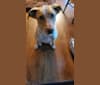 Nellie, an Australian Cattle Dog and Labrador Retriever mix tested with EmbarkVet.com