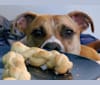 Coffee, an American Pit Bull Terrier and Boxer mix tested with EmbarkVet.com