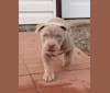 Photo of Riggz, an American Bully  in Scarborough, Toronto, ON, Canada