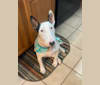 French Fry, a Bull Terrier tested with EmbarkVet.com