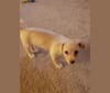 Photo of Hannah, a Dachshund, Bichon Frise, Silky Terrier, Rat Terrier, and Pomeranian mix in Tacoma, WA, USA