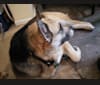 Photo of Simon, a German Shepherd Dog, Rottweiler, Australian Cattle Dog, Chow Chow, and Mixed mix in Arizona, USA