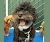 Popeye, a Chihuahua and Poodle (Small) mix tested with EmbarkVet.com
