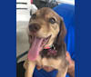 Poppy, a Beagle and Labrador Retriever mix tested with EmbarkVet.com