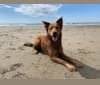 Ranger, a Rottweiler and German Shepherd Dog mix tested with EmbarkVet.com