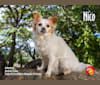 Nico, a Chihuahua and Pekingese mix tested with EmbarkVet.com