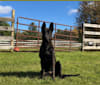 Beretta, a Dutch Shepherd tested with EmbarkVet.com