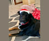 Smokey, a Labrador Retriever and Border Collie mix tested with EmbarkVet.com
