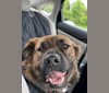 Photo of Rufus, an American Pit Bull Terrier, Rottweiler, Labrador Retriever, and Chow Chow mix in Augusta, GA, USA