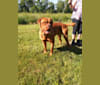 Photo of Brutis II, a Dogue de Bordeaux  in Mt Gilead, Ohio, USA