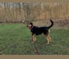 Nala, a Cocker Spaniel and Rottweiler mix tested with EmbarkVet.com
