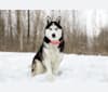 Azura, a Siberian Husky tested with EmbarkVet.com
