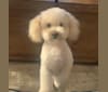 Photo of Jerry, a Poodle (Small)  in St. Louis, Missouri, USA