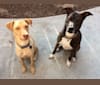 Quinn, a Labrador Retriever and American Pit Bull Terrier mix tested with EmbarkVet.com