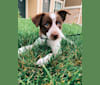 Darla, an Australian Cattle Dog and Border Collie mix tested with EmbarkVet.com