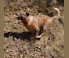 Finn, an Australian Cattle Dog tested with EmbarkVet.com