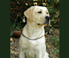 Ella, a Labrador Retriever tested with EmbarkVet.com