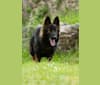 Darko, a German Shepherd Dog tested with EmbarkVet.com