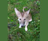 Nelson, an Arabian Village Dog tested with EmbarkVet.com