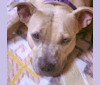 Leela, an American Pit Bull Terrier and American Staffordshire Terrier mix tested with EmbarkVet.com