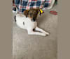 Photo of Posey, a Labrador Retriever, Treeing Walker Coonhound, Boxer, and Mixed mix in Kentucky, USA