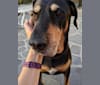 Dixon, a Catahoula Leopard Dog and Redbone Coonhound mix tested with EmbarkVet.com