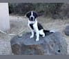 Ernie, a German Shepherd Dog and Labrador Retriever mix tested with EmbarkVet.com