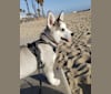 Photo of Luna, a Siberian Husky, Alaskan Malamute, Samoyed, and German Shepherd Dog mix in Vista, CA, USA