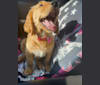 Summer, a Golden Retriever tested with EmbarkVet.com