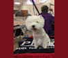 Lov'ie, a West Highland White Terrier tested with EmbarkVet.com