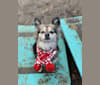 Pita, a Chihuahua and Pomeranian mix tested with EmbarkVet.com