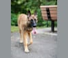 Chevaus, a Belgian Malinois and German Shepherd Dog mix tested with EmbarkVet.com