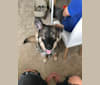 Ollie, a German Shepherd Dog and Siberian Husky mix tested with EmbarkVet.com