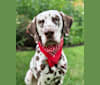 Ziggy, a Dalmatian tested with EmbarkVet.com