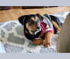 Teddy, an Australian Cattle Dog and Labrador Retriever mix tested with EmbarkVet.com