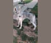 Photo of Ma', a German Shepherd Dog, Siberian Husky, and Alaskan Malamute mix in Port Ludlow, Washington, USA