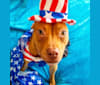 Photo of Revy, an American Pit Bull Terrier  in Yuma, AZ, USA
