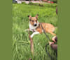 Freelie, a Border Collie and American Staffordshire Terrier mix tested with EmbarkVet.com