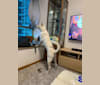 DUO DUO, a Hong Kong Village Dog tested with EmbarkVet.com