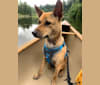 Raya, a Southeast Asian Village Dog tested with EmbarkVet.com